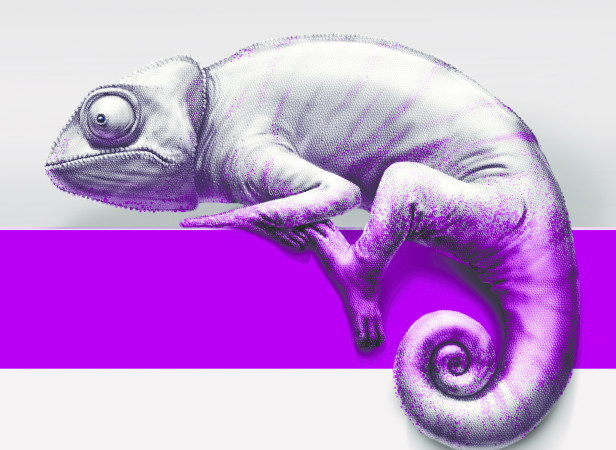 Chameleon SHP2.jpg