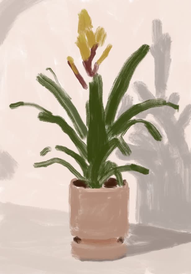 Bromeliad