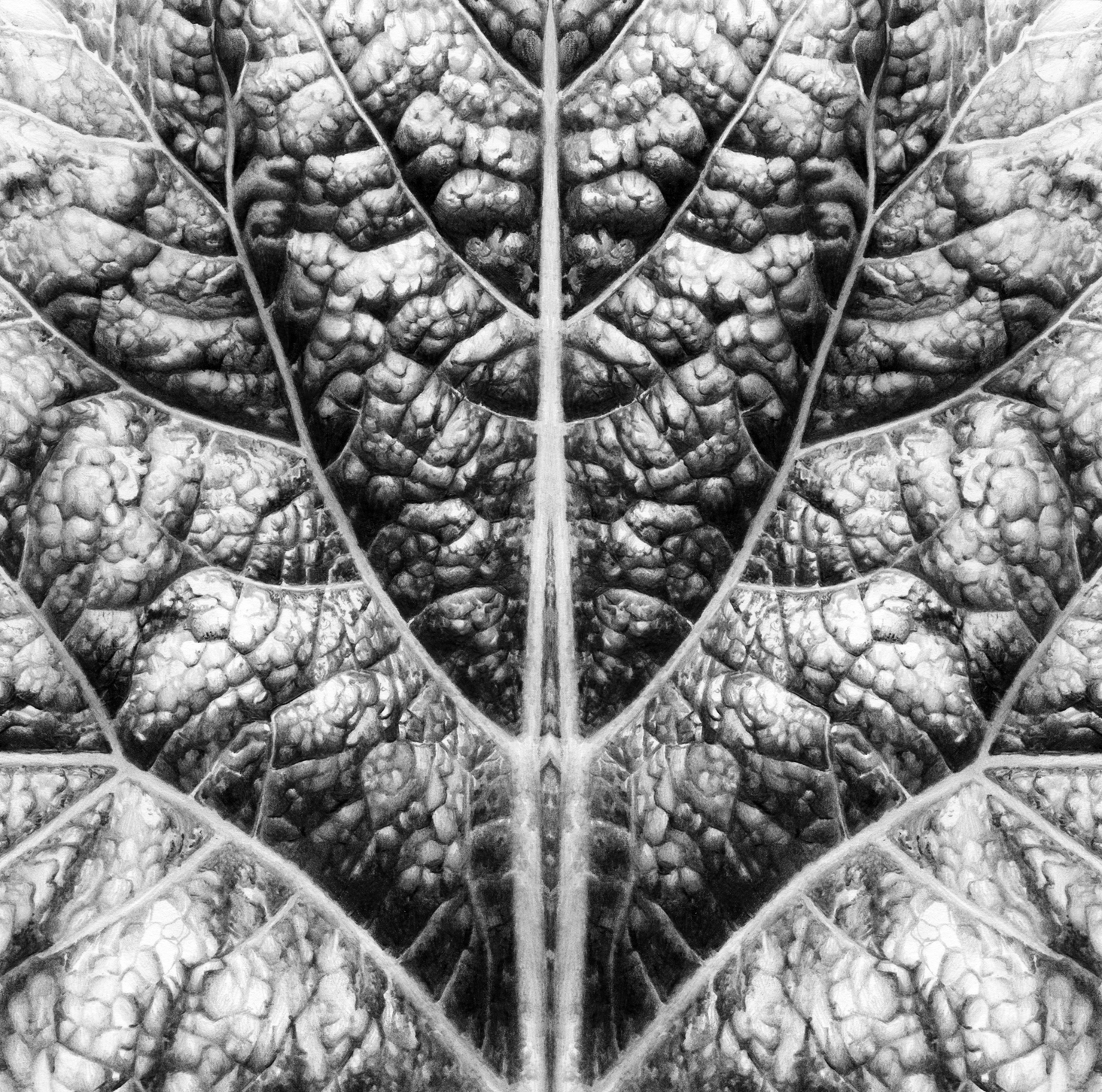 Leaf Detail In Symmetry