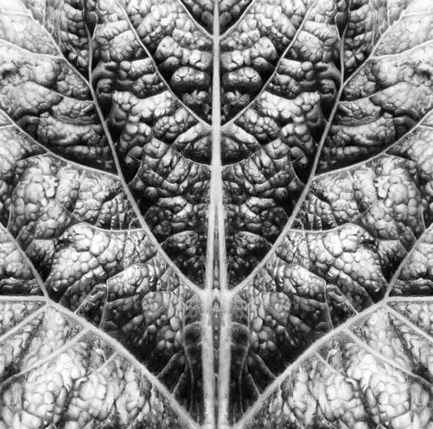 Leaf Detail In Symmetry