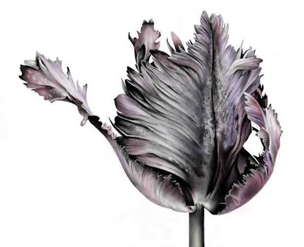 Black Parrot Tulip