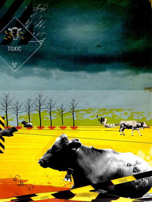 Toxic Cows Waitrose Magazine