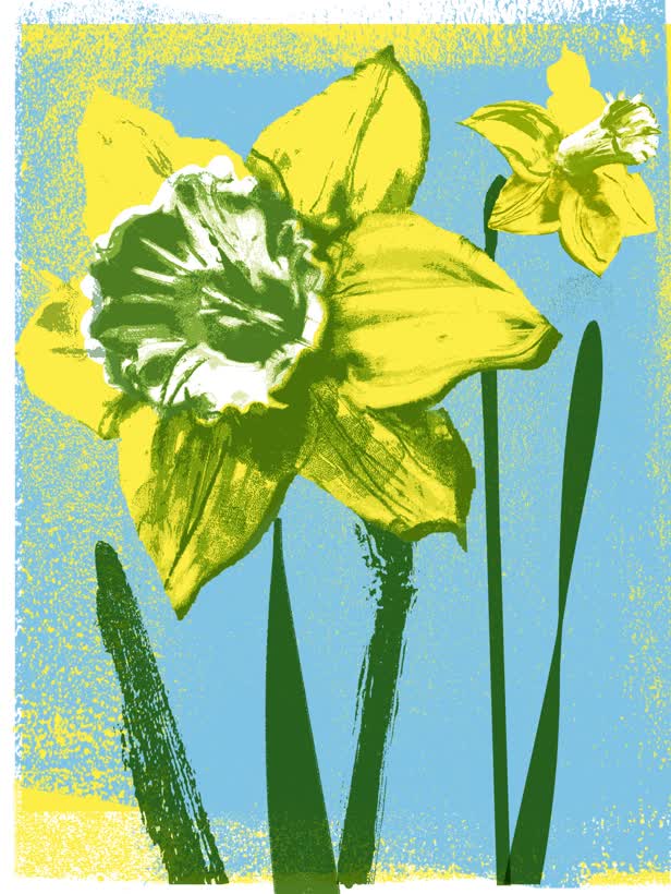 Daffs