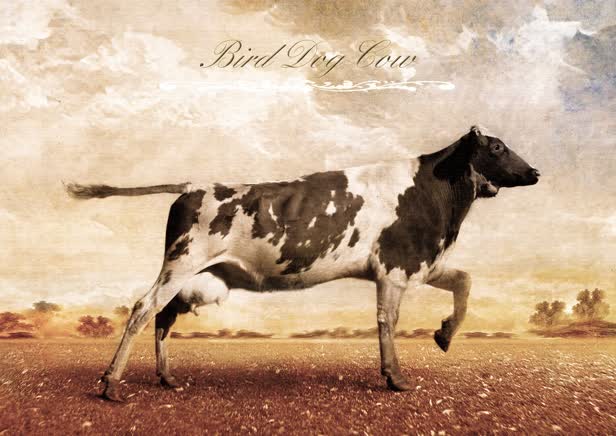 Bird Dog Cow Cow Planet