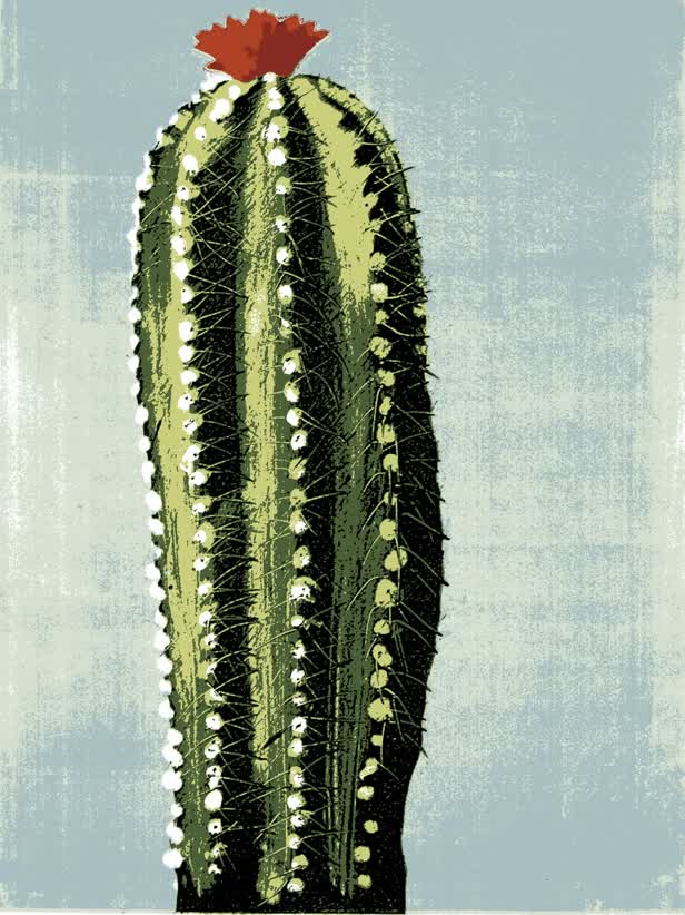 Cactus