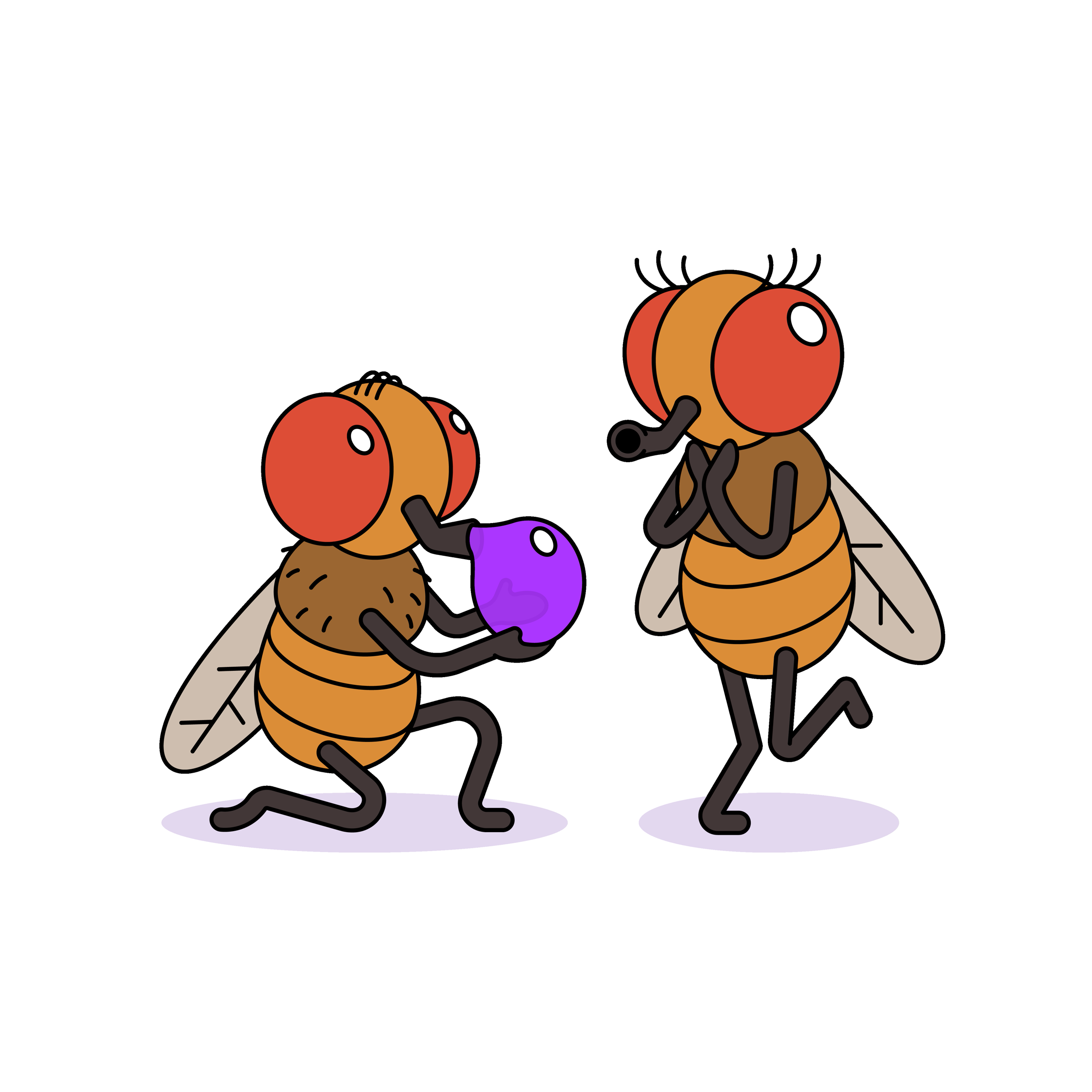 Fruit Flys Final.png