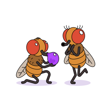 Fruit Flys Final.png