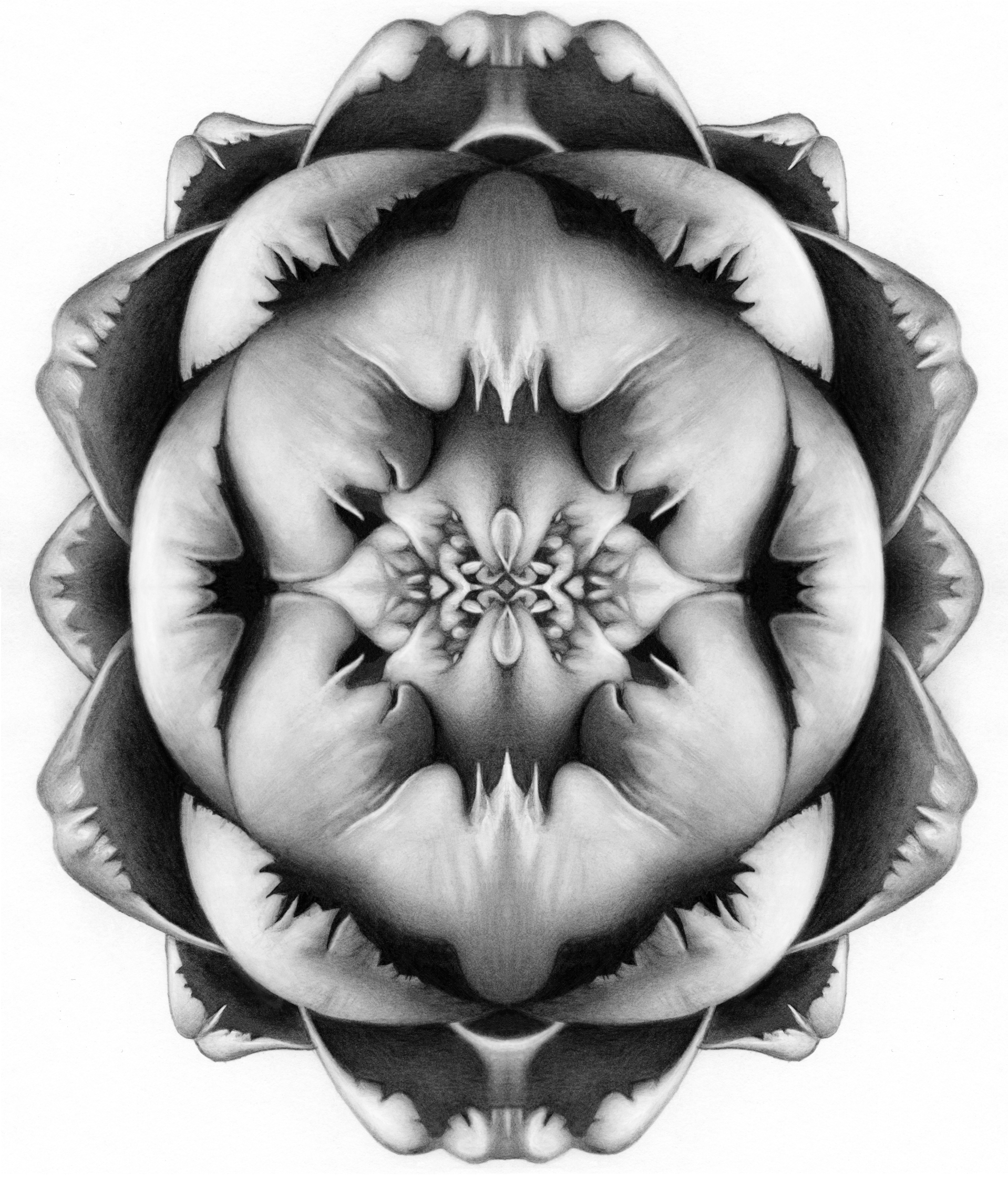 artichoke_symmetry.jpg