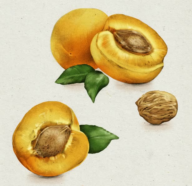 Apricot Kernel Oil