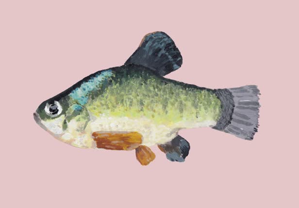 Sheepshead Minnow