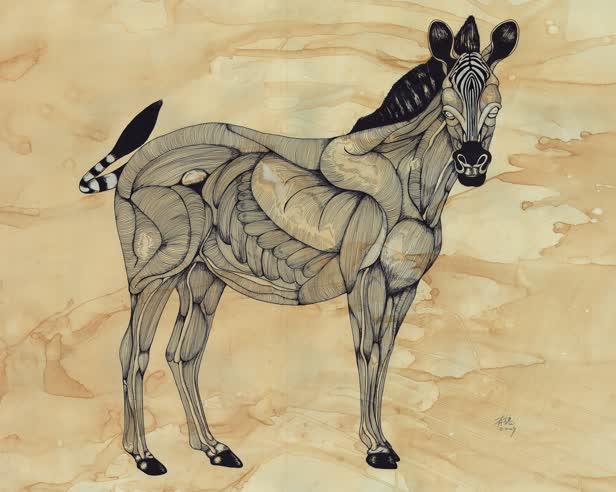 Muscle Zebra