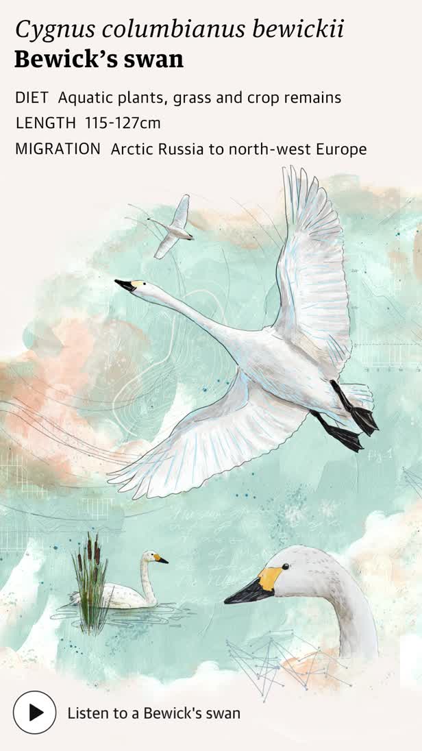 Bewick's swan migration climate change / The Guardian