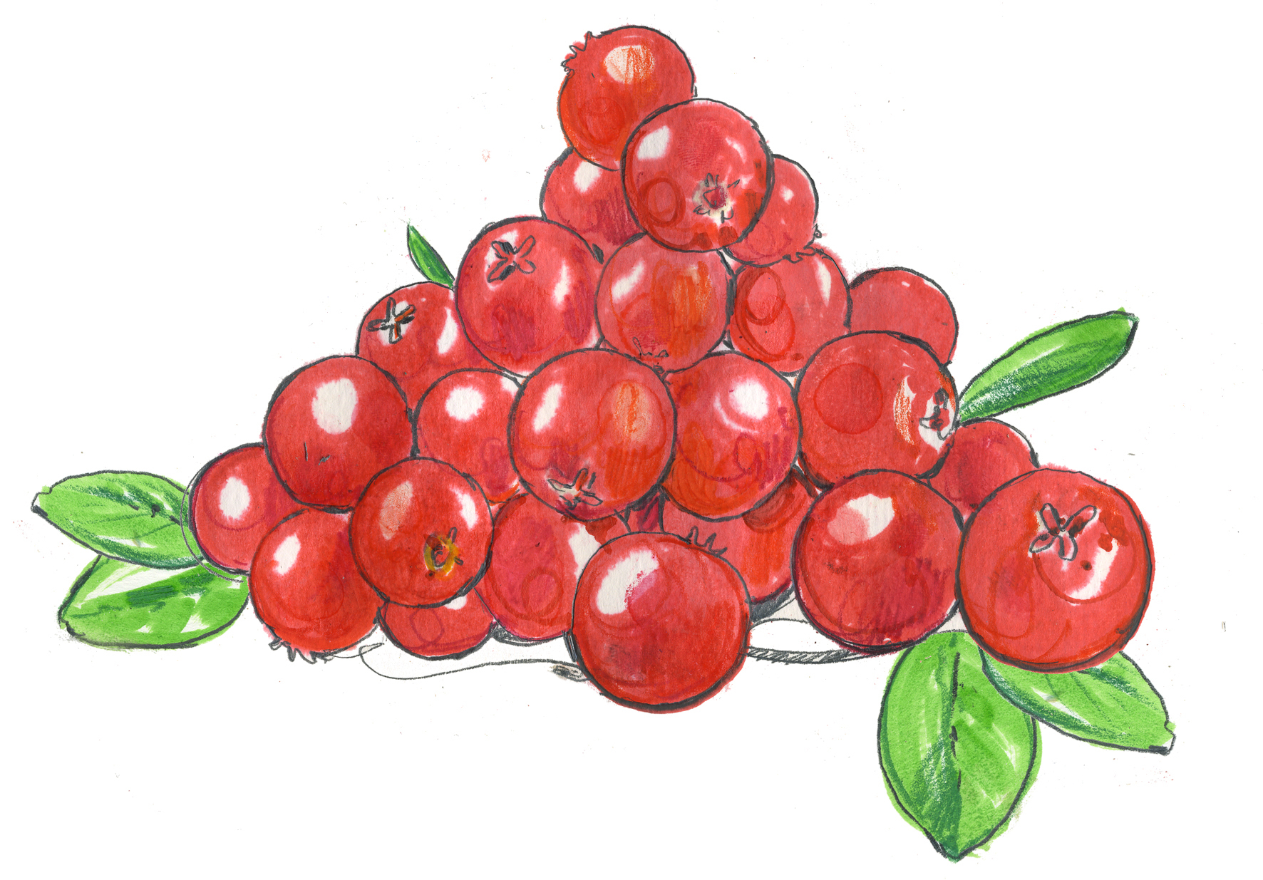 Ocado lingonberries.jpg