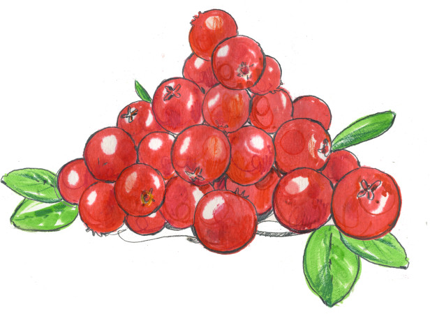 Ocado lingonberries.jpg