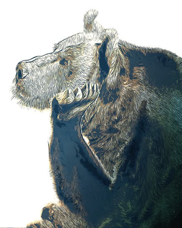 Bear