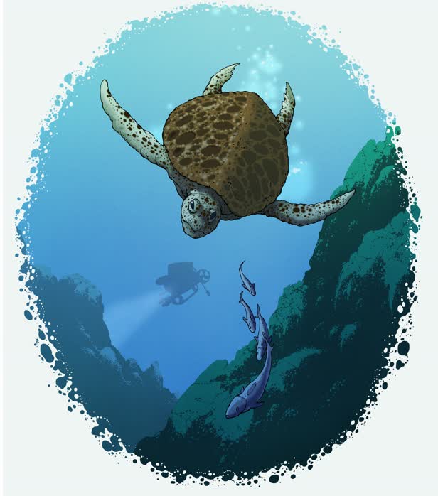 Sea Turtle