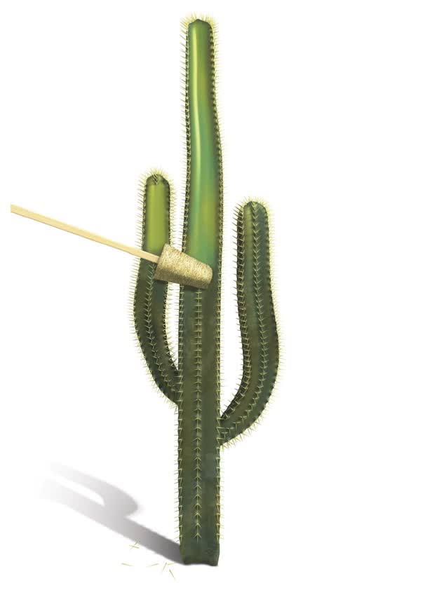 Cactus Cleaning / Men's Health Magazine