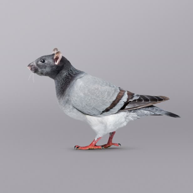 Flying Rat / Personal