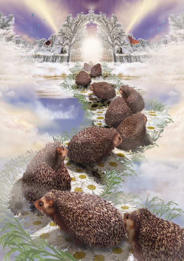 Hedgehog Heaven SONY Playstation / TBWA London