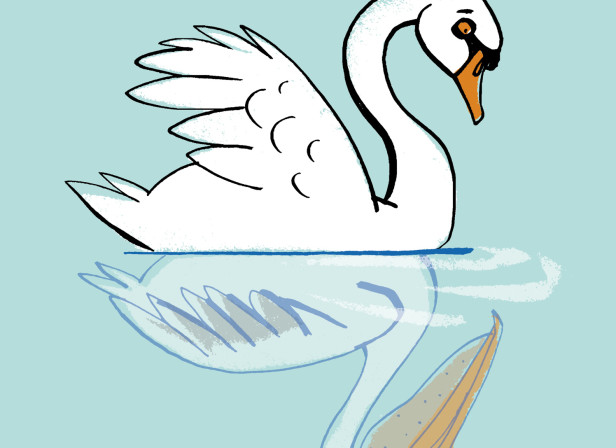 Distorted Self Image Swan
