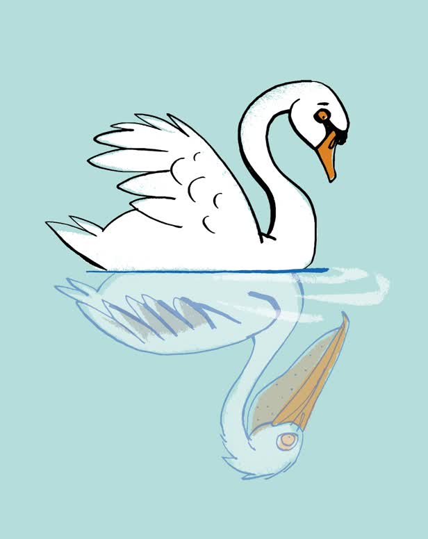 Distorted Self Image Swan