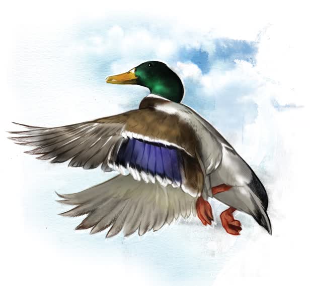 Mallard