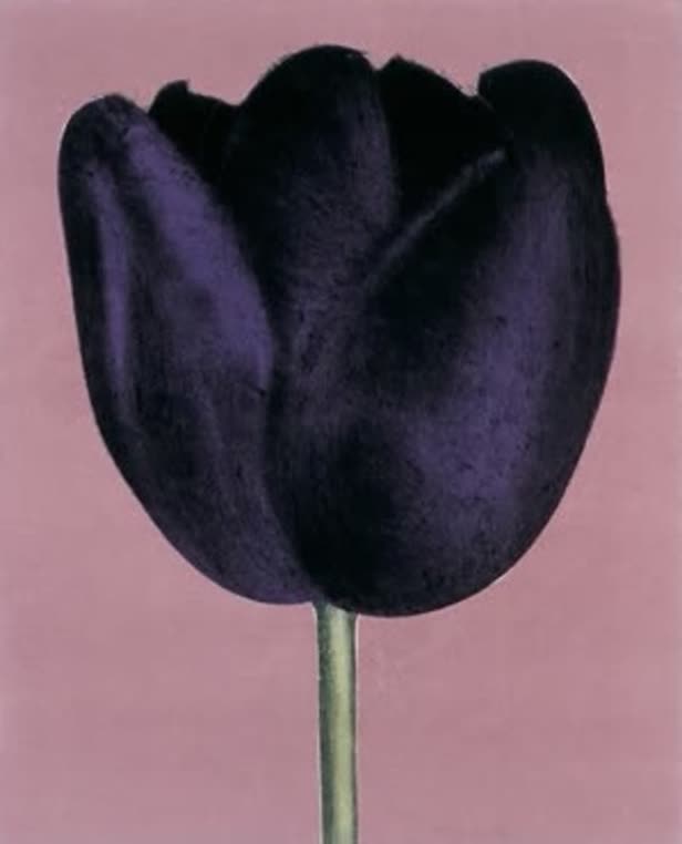 Tulip 2