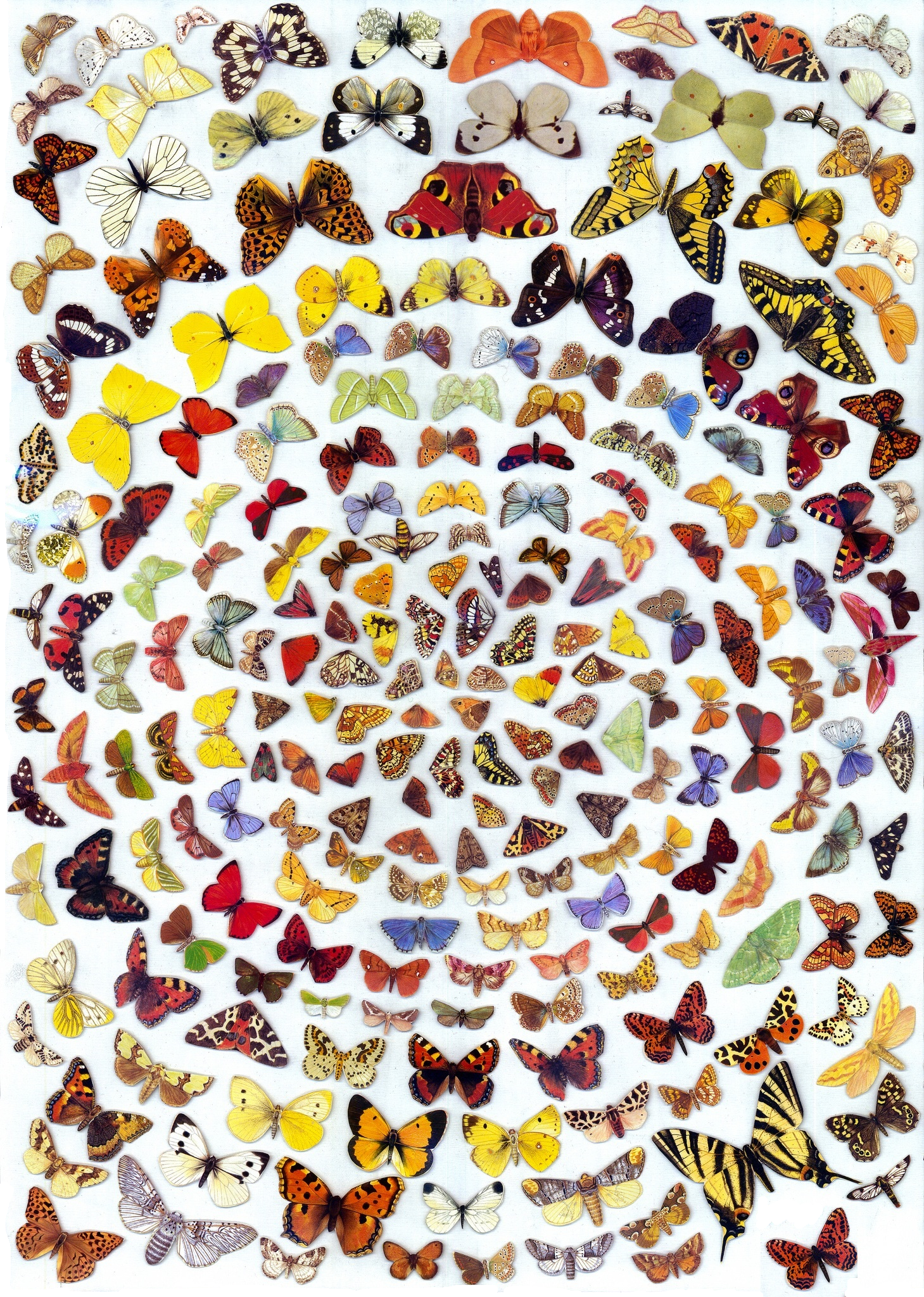 Butterflies 2014.png
