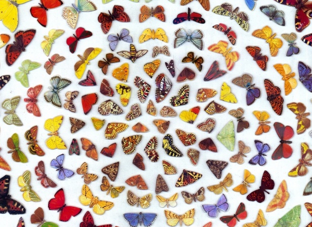 Butterflies 2014.png
