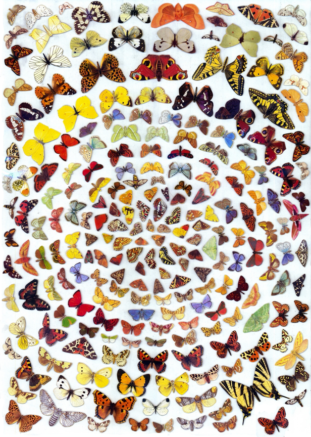 Butterflies