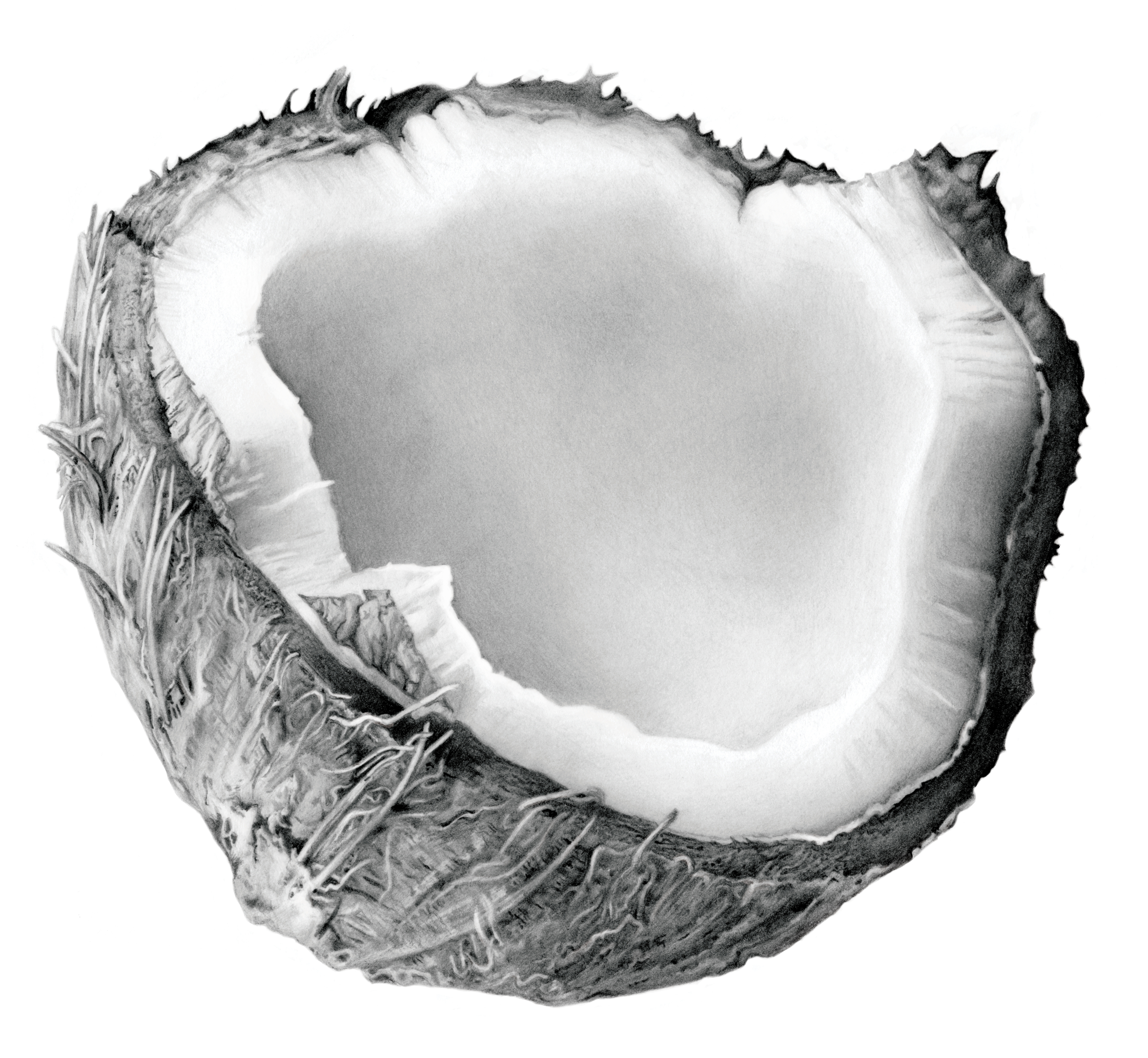 Coconut (1).jpg