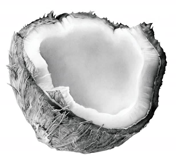 Coconut