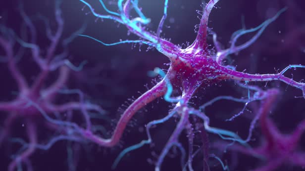 Neurons / Life Sciences Direct