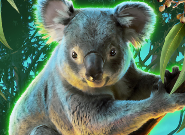 Koala DownUnder