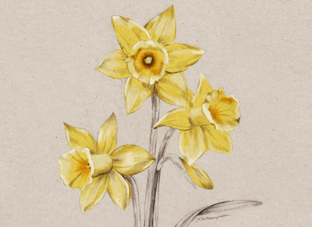 Daffodil NZ Home and Garden Magazine Spring