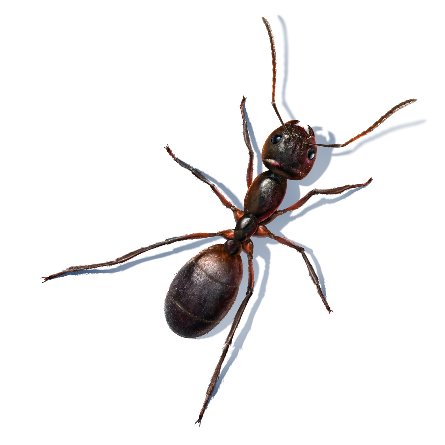 Jeff's Ant