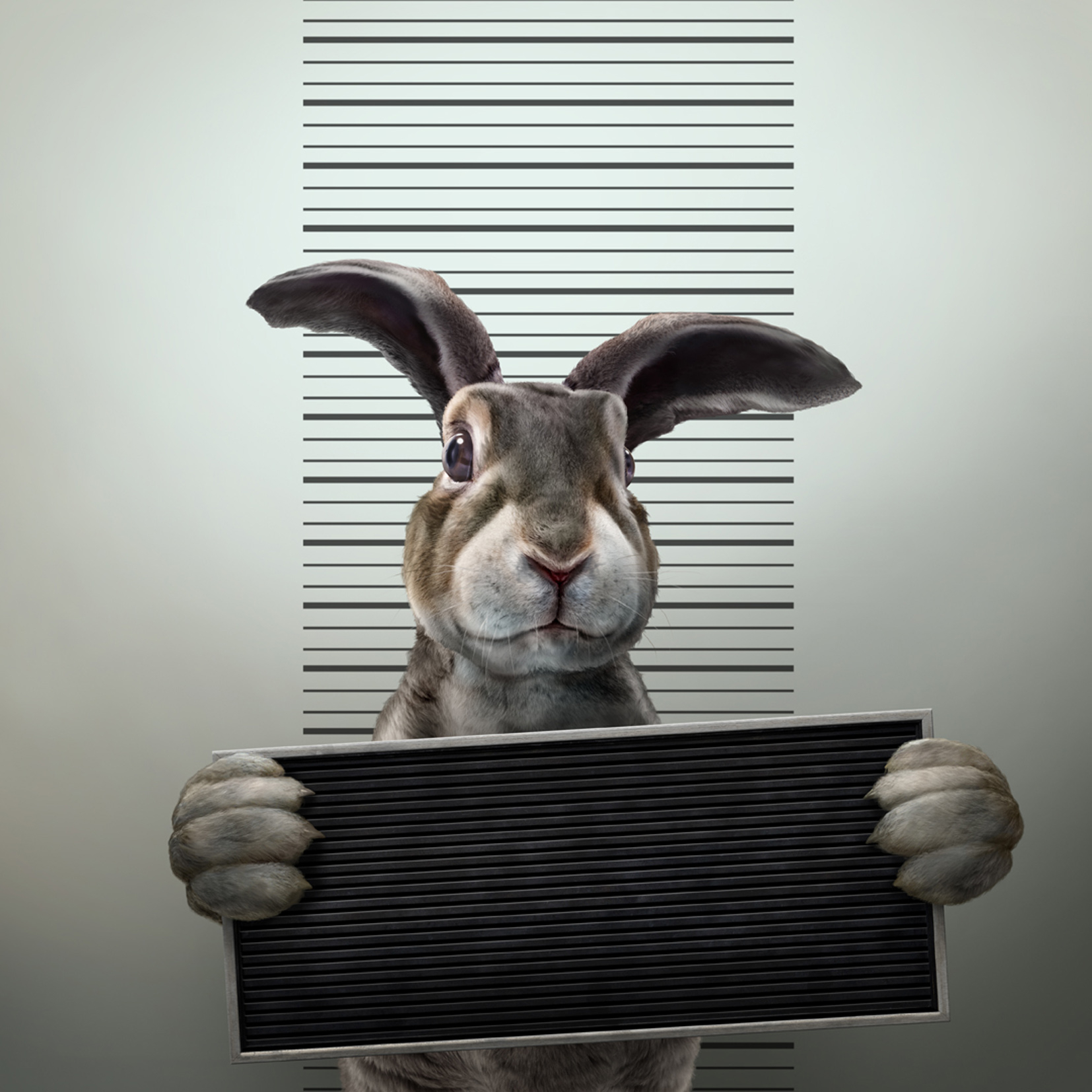 Rabbit Arrest