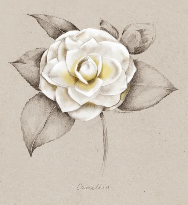 Camellia NZ Home and Garden Magazine