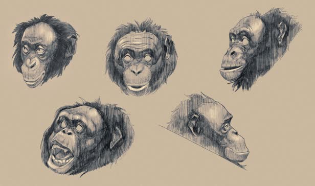 Kanzi Sketches / Pacific Standard