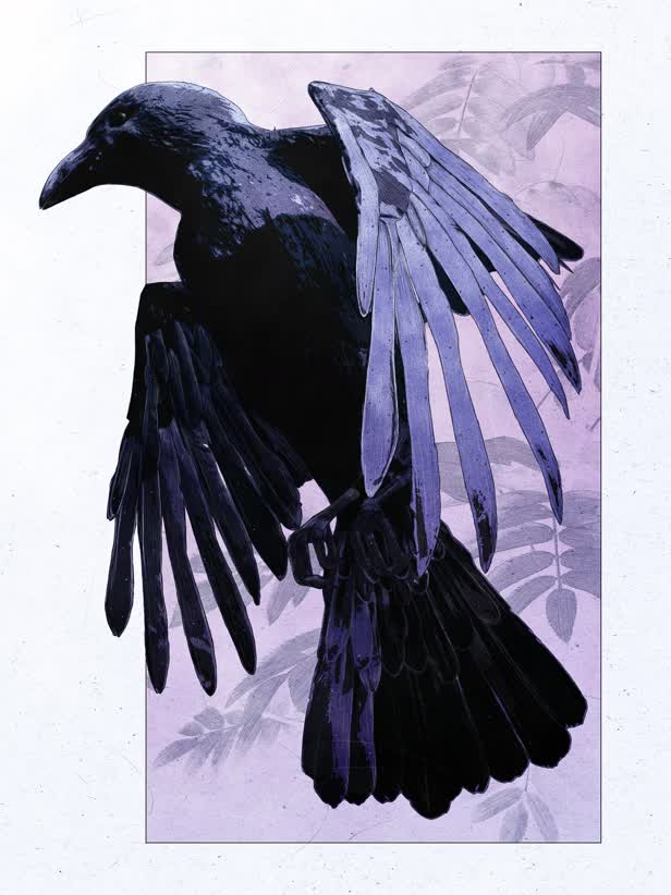 Raven