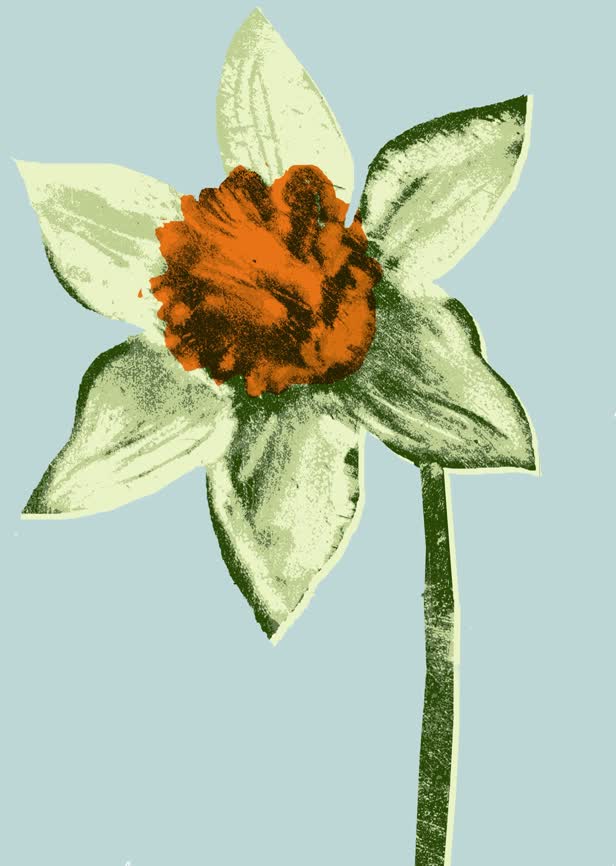 Daffodil