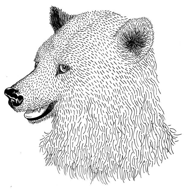 Bear Head