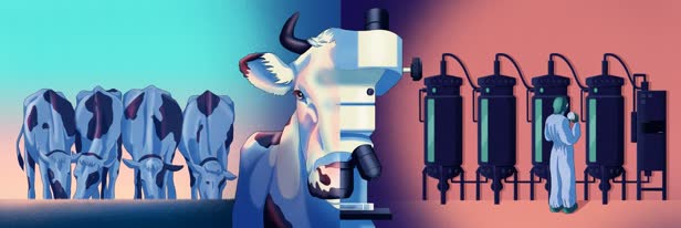Lab Grown Meat 2 / BBC Science Focus