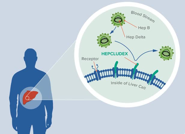 MOA for Hepcludex.jpg