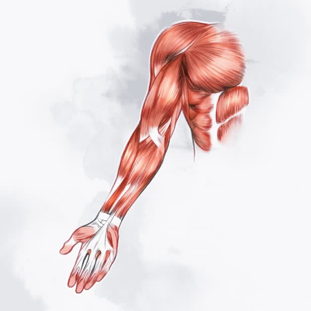 Musculature