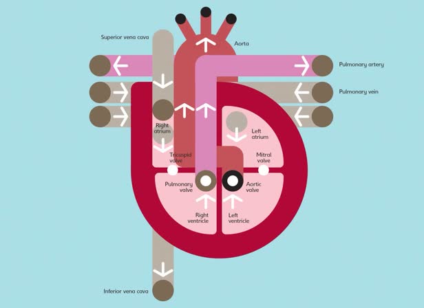 heart diagram:big picture press.jpg