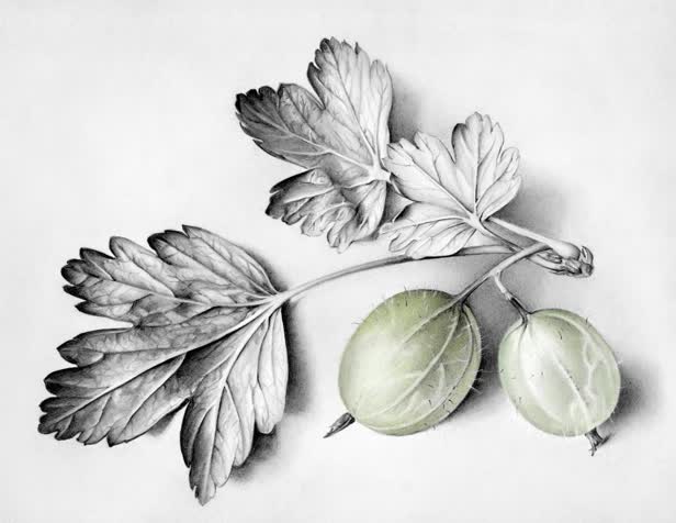 Still Life Two Gooseberries With Leaves