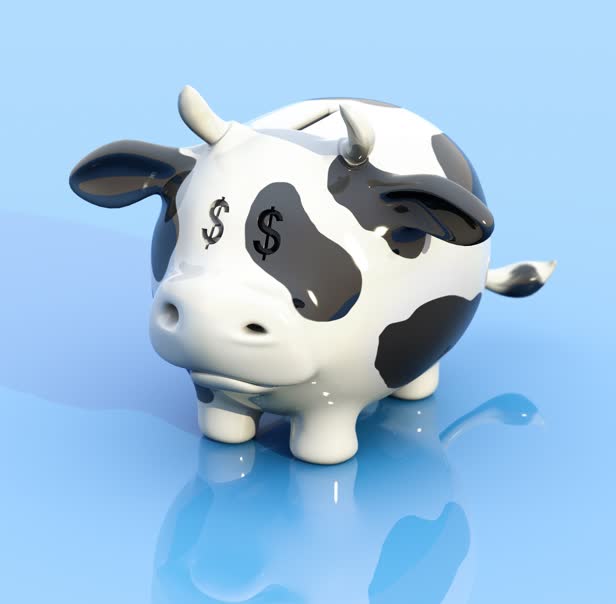 Cash Cow