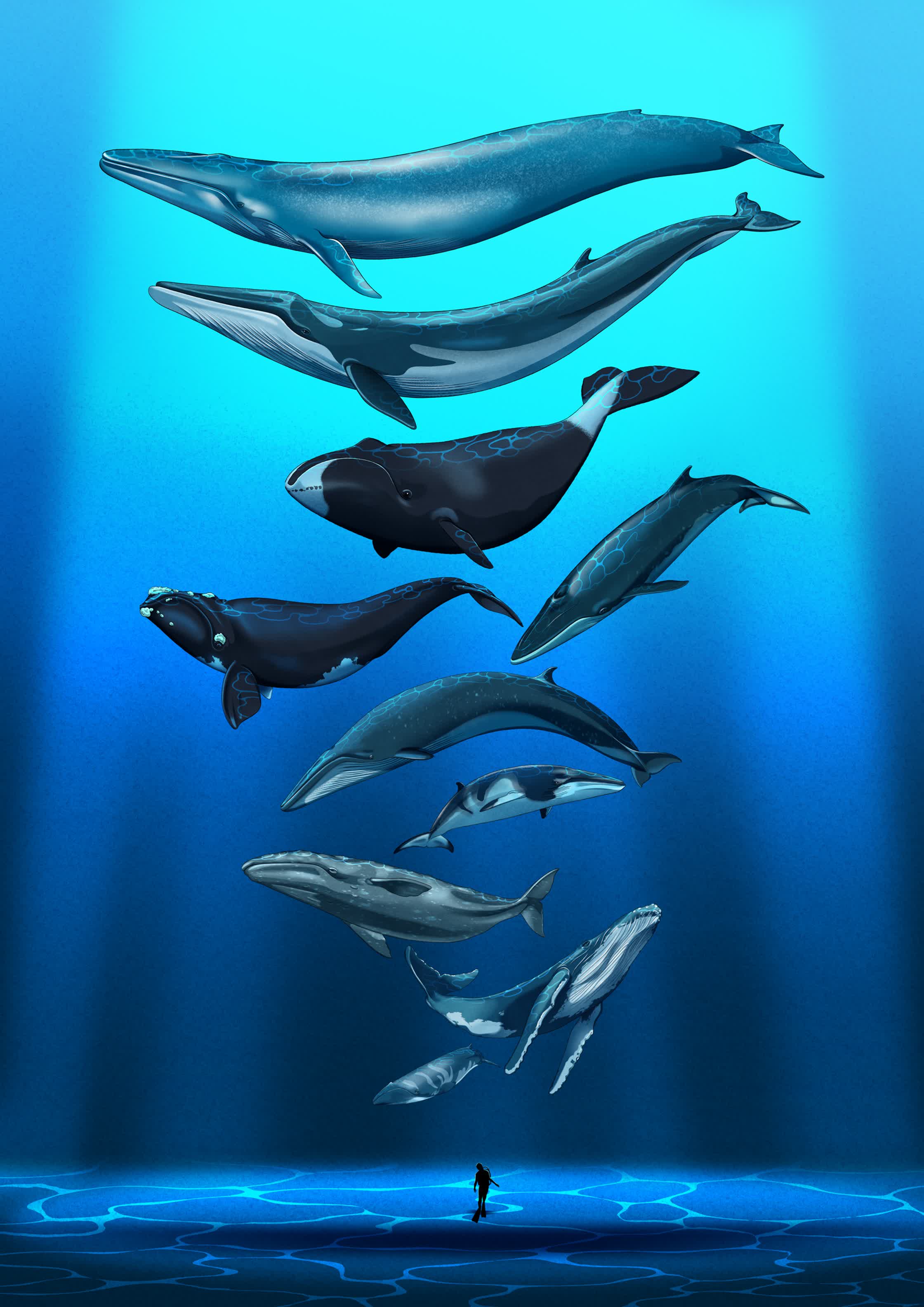 Whales_PersonalProject.jpg