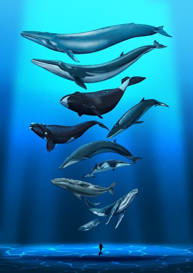 Whales / Personal project
